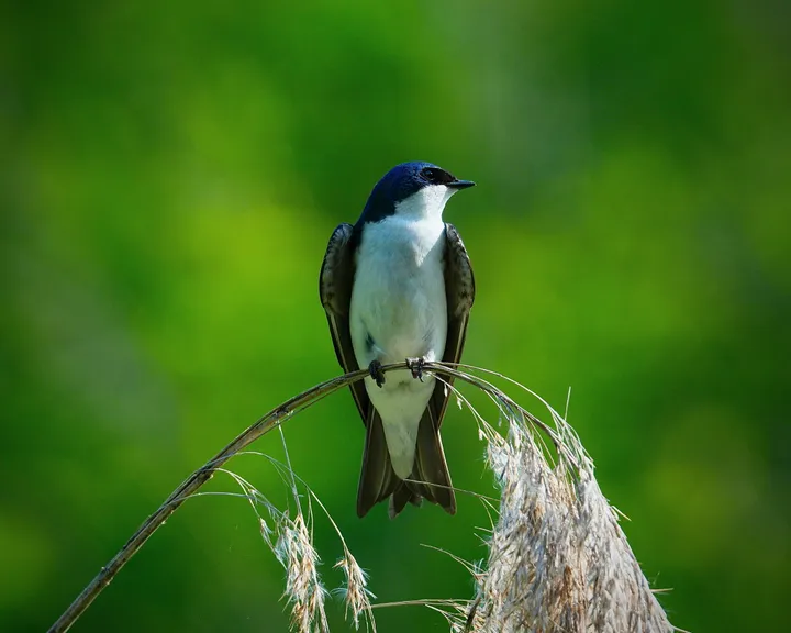 A tree swallow perched on a curved reed against a soft green background.