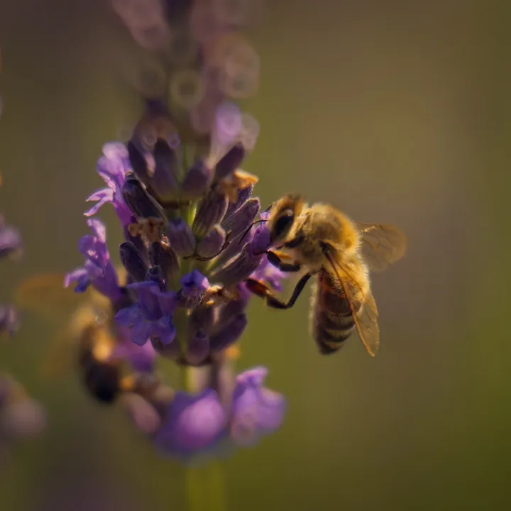 A honeybee gathering nectar from a purple lavender flower in warm light.