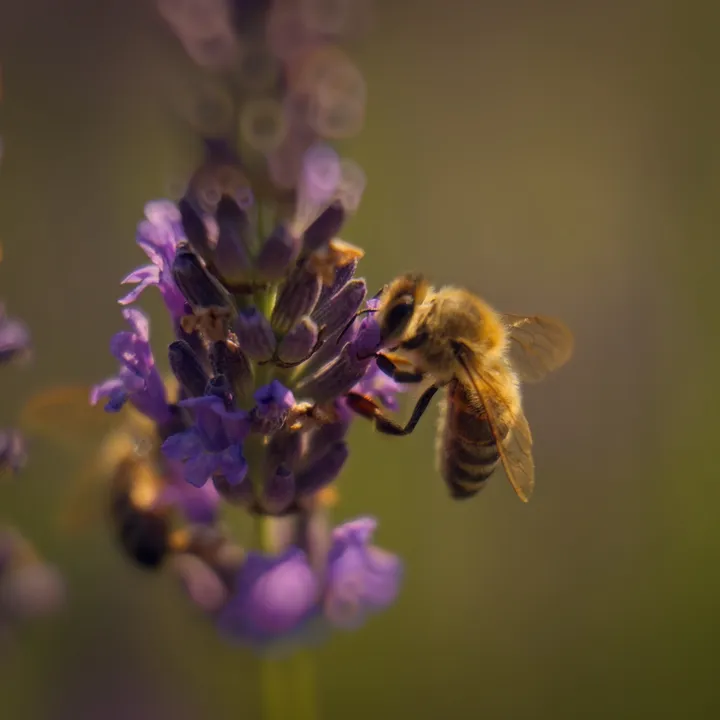 A honeybee gathering nectar from a purple lavender flower in warm light.