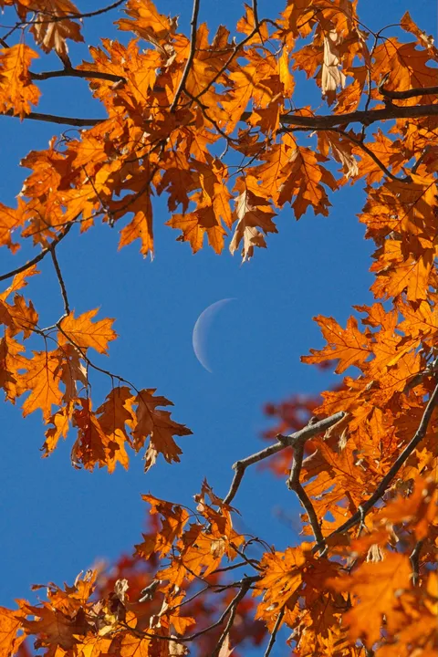 The moon framed by vivid orange autumn leaves against a blue sky.