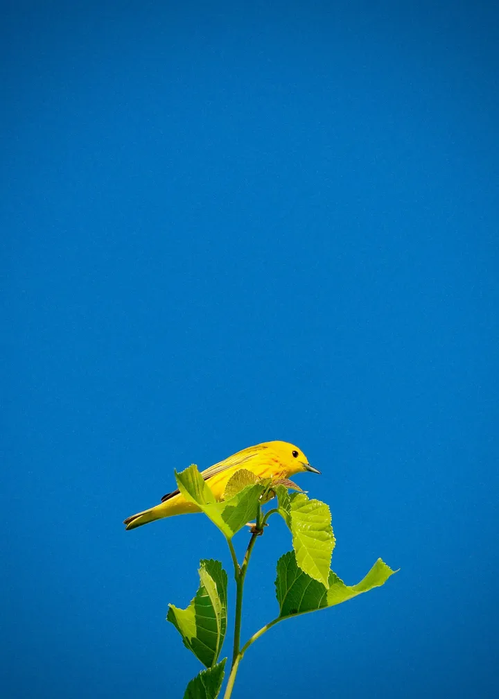 Photograph titled “Untitled frame 09” from the general archive.